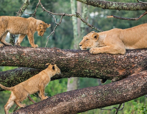 4 Days camping safari in Lake Manyara National Park,Ngorongoro crater & Serengeti National Park