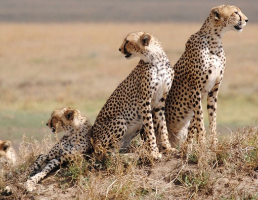 5 Days camping safari in Lake Manyara National Park,Ngorongoro crater & Serengeti National Park 